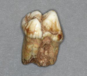 Predmeljak jamskega medveda (Ursus spelaeus)